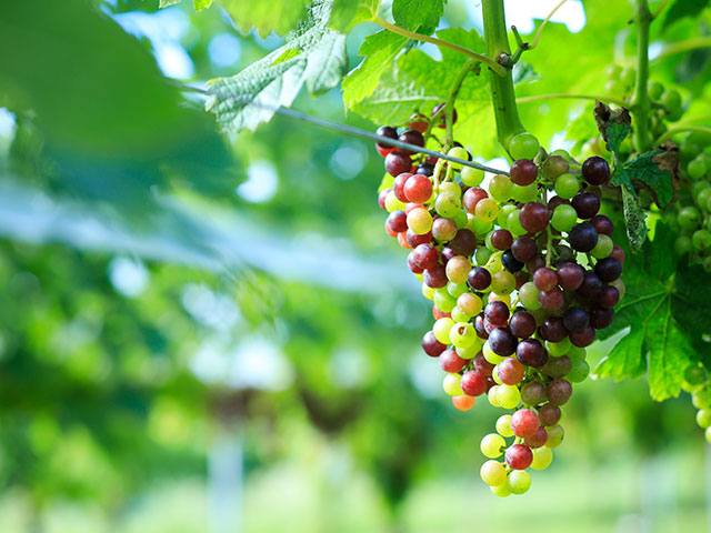 中伊豆ワイナリーシャトーT.S